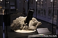 VBS_1055 - Riapre il Museo di Scienze Naturali dopo dieci anni di chiusura